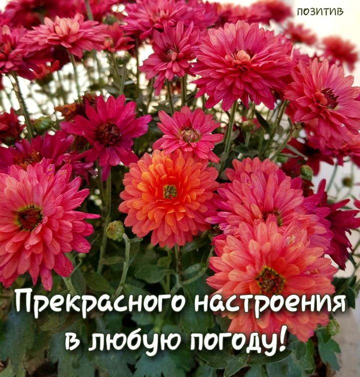 цветы