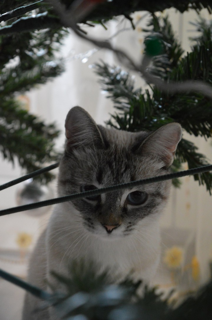 кошка