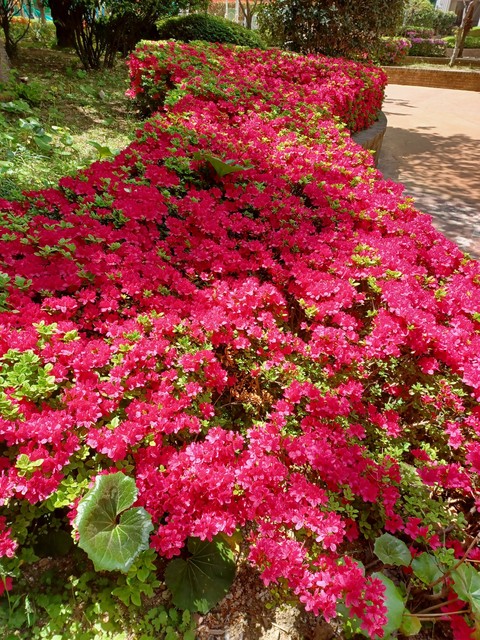 hình nền leaf, shrub