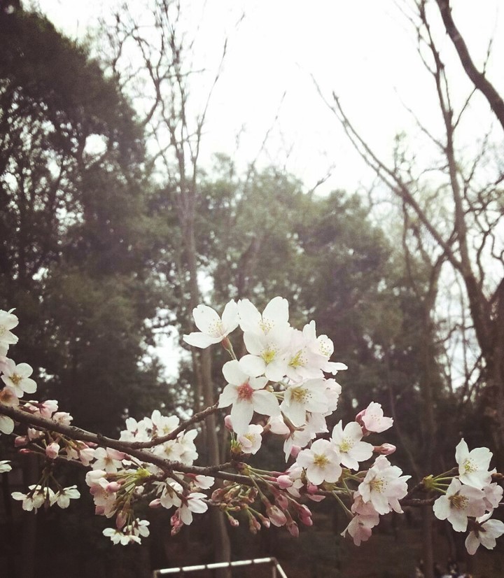 sakura