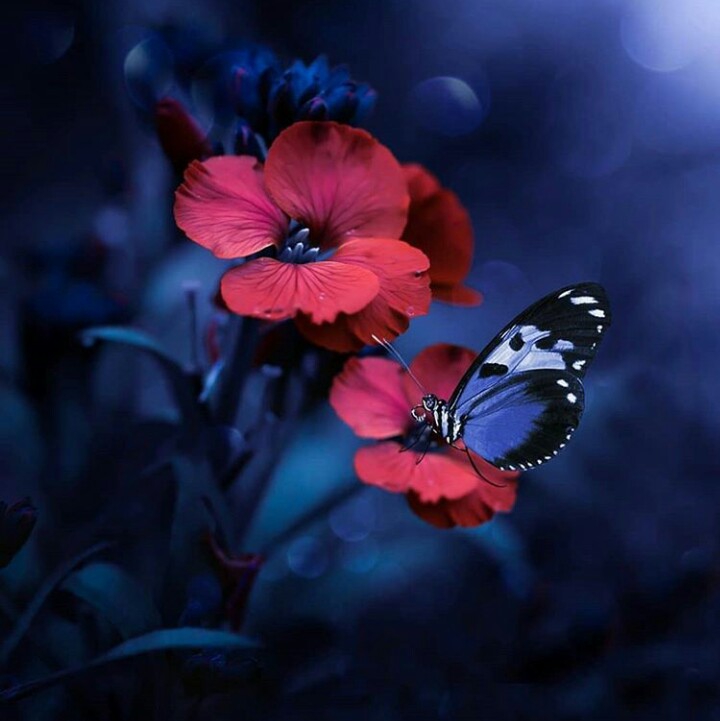 papillon et fleurs⭐⭐⭐