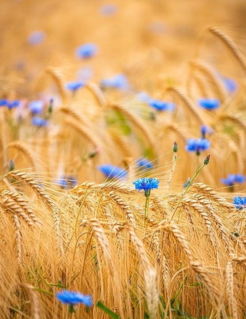 sfondi wheat, flower