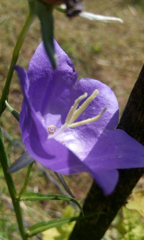 Purple heart :)
