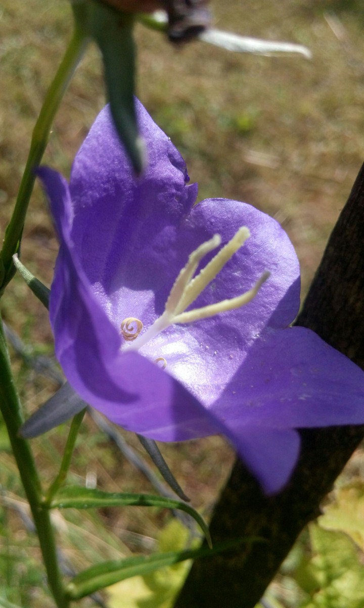 Purple heart :)