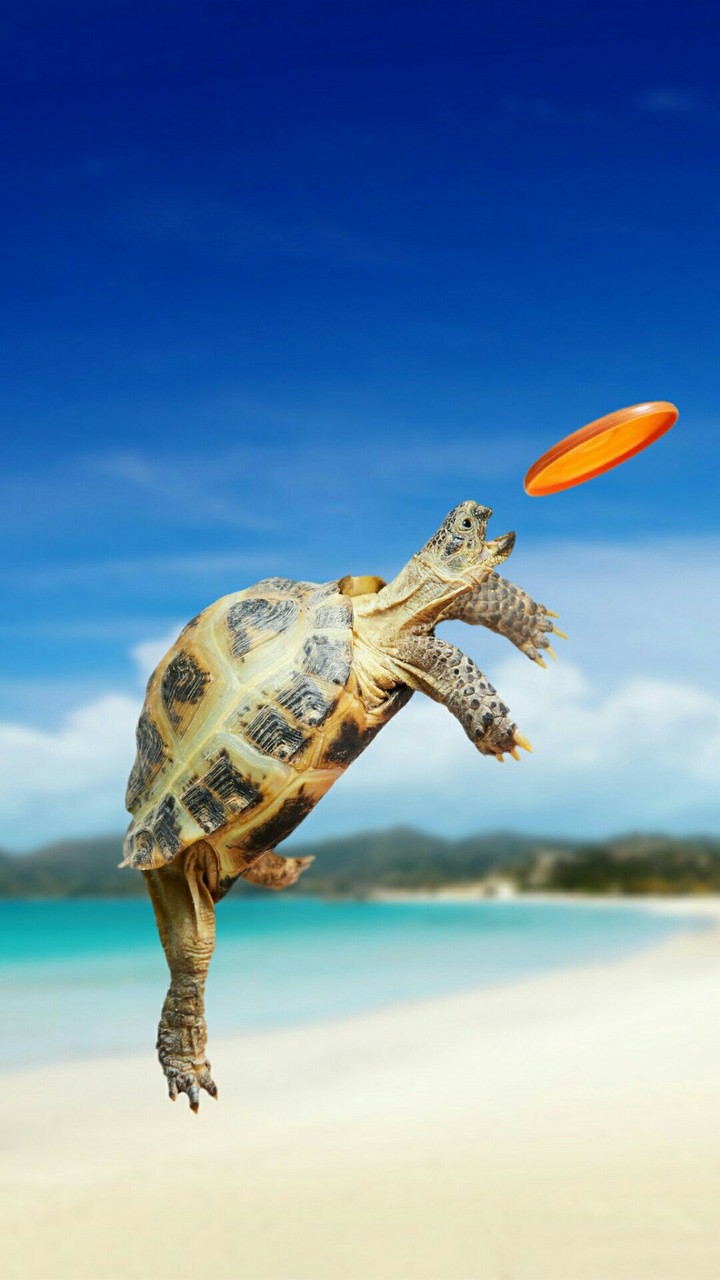 turtle