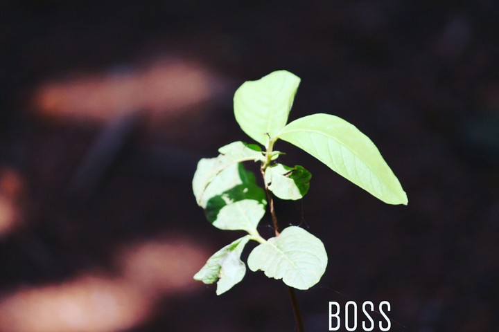 boss