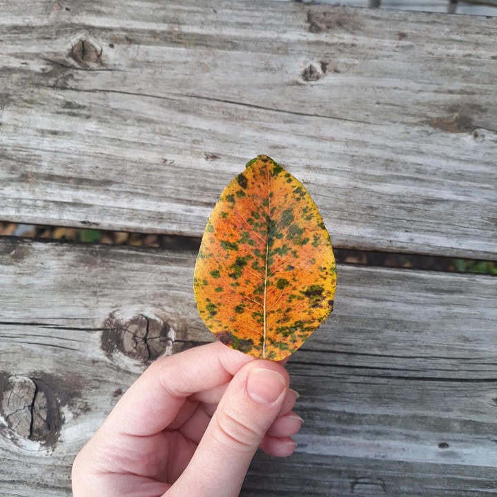 autumn