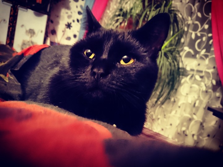 мой чёрный принц