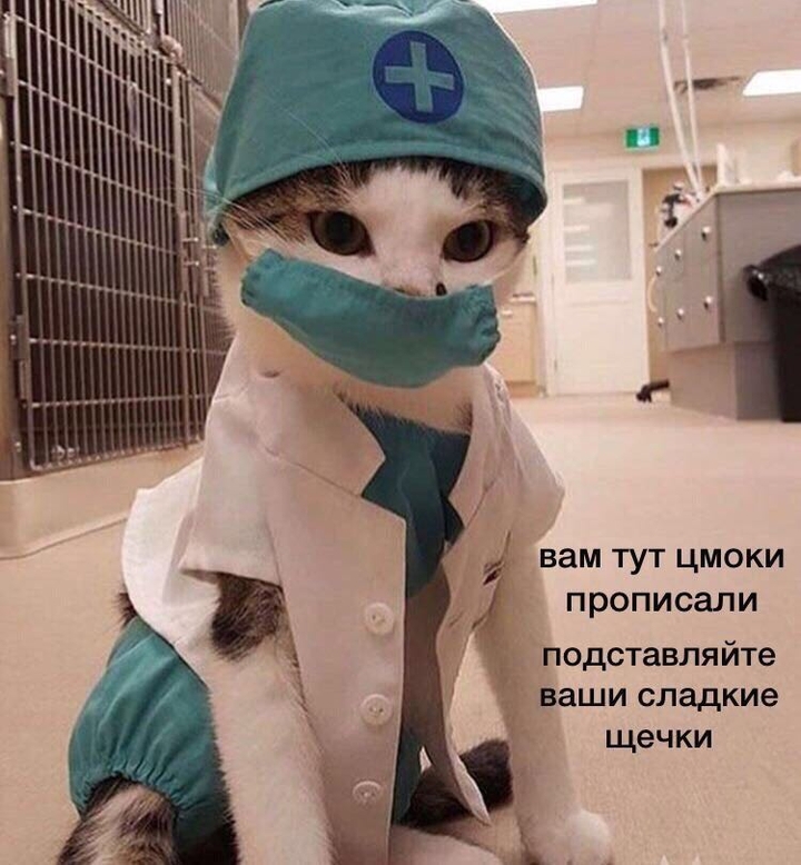 киса