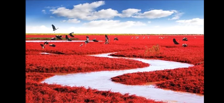 Red Beach, Panjin, China