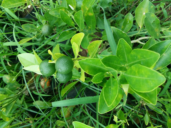 Lemon