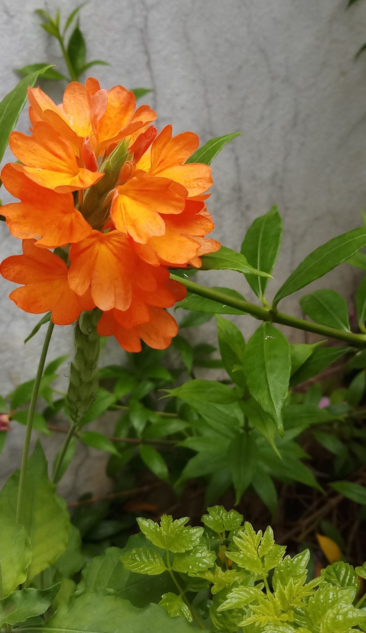 firecrackers