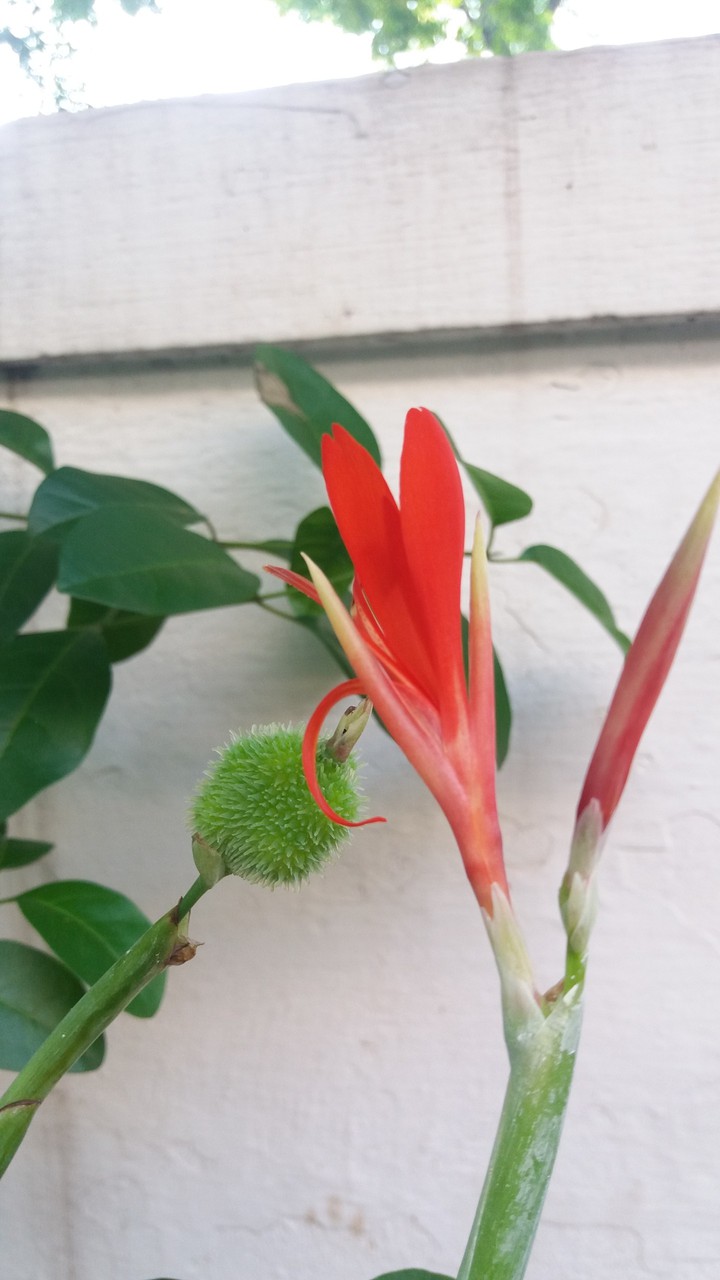 flower