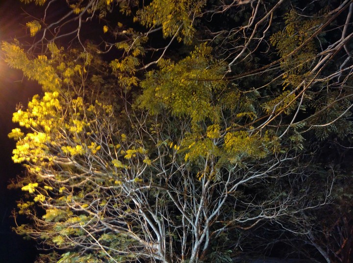 Trees