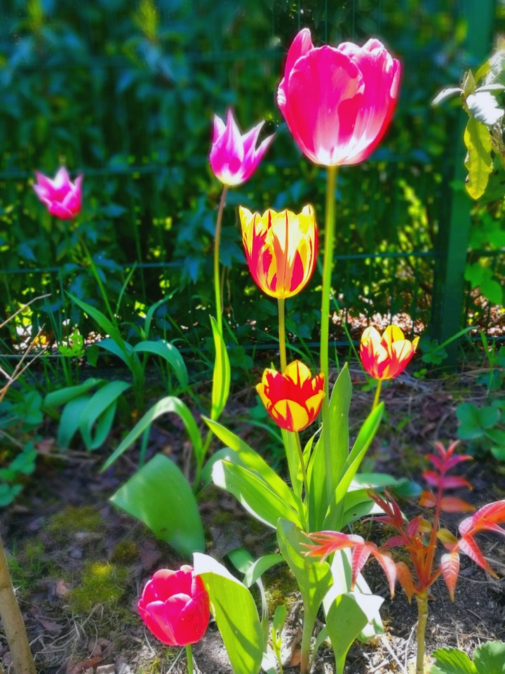 Tulips in spring
