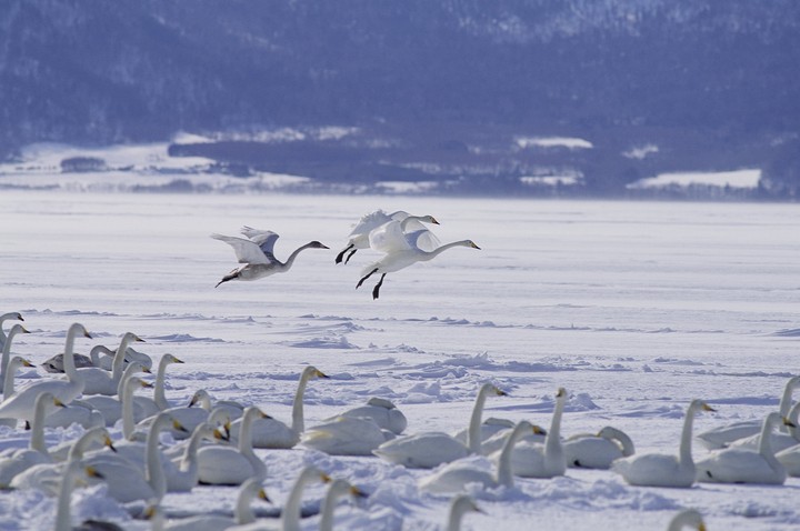 Birds
