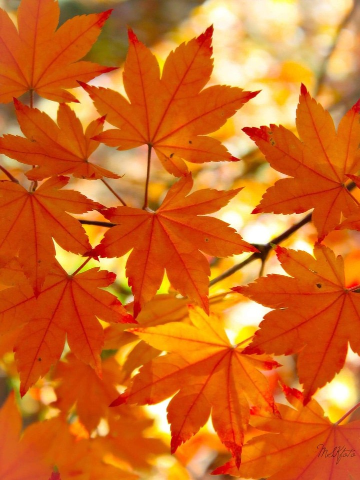 Glowing leaves