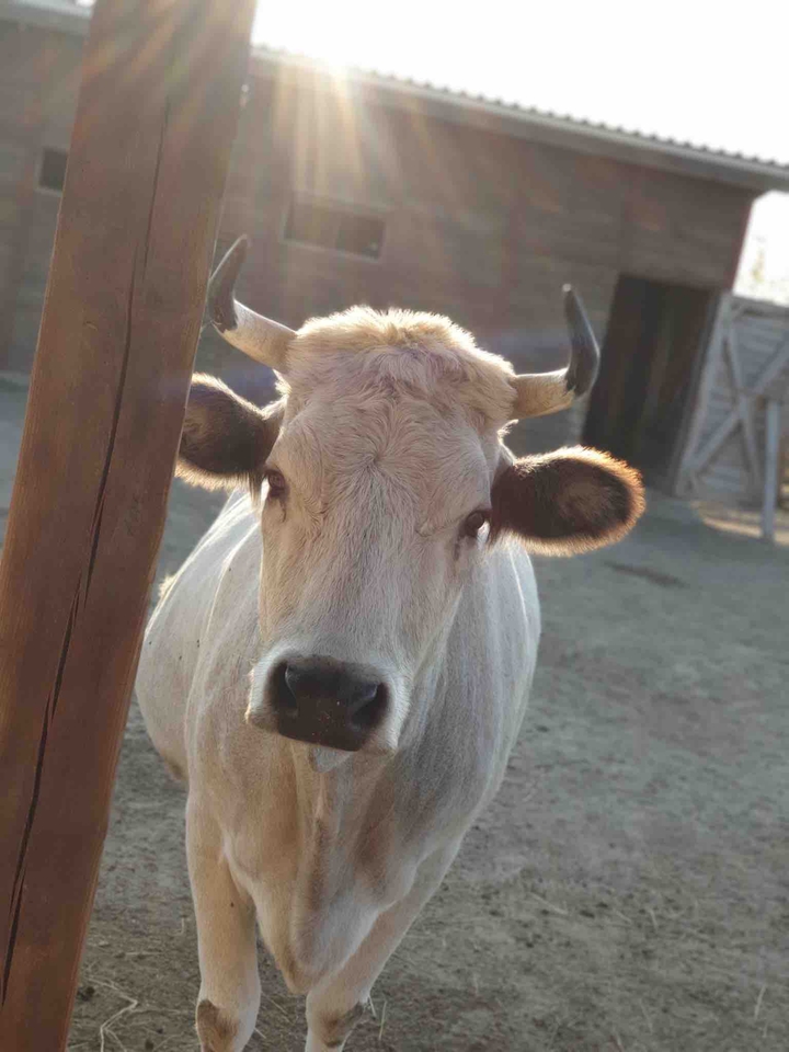 cow