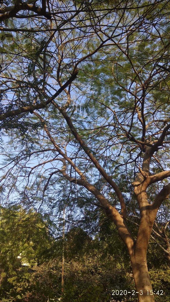 sky through the lens of trees
