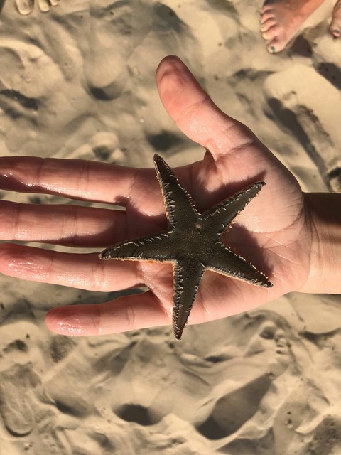 Starfish