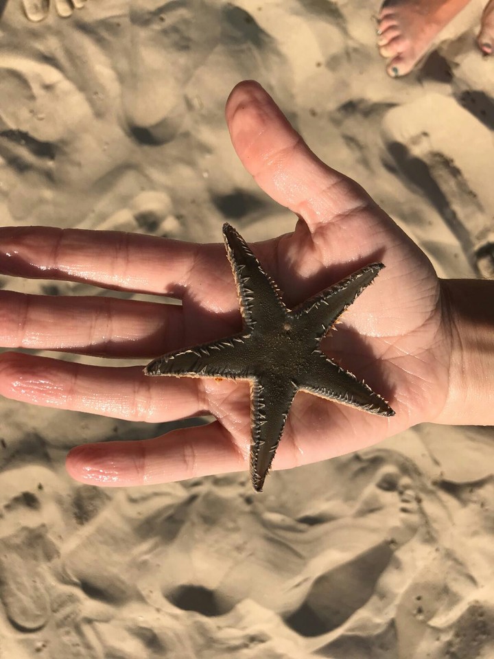 Starfish
