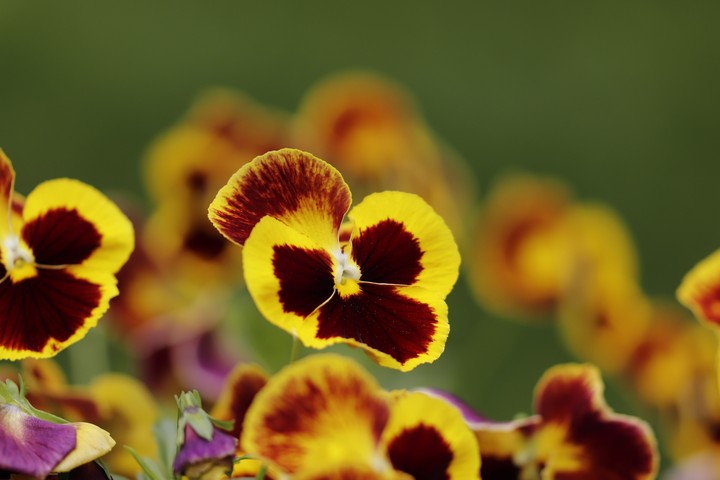 pansy 02