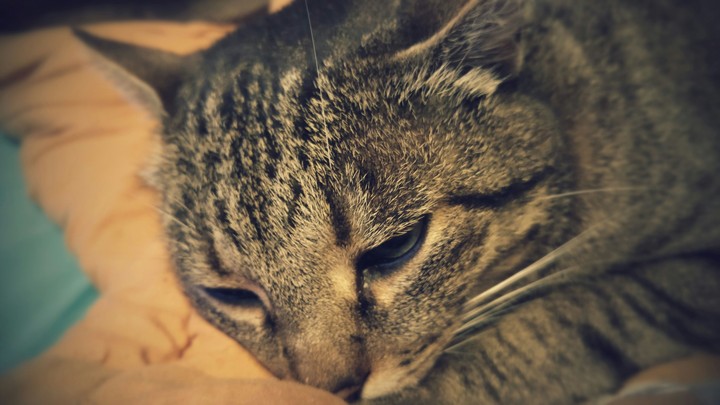 Кот