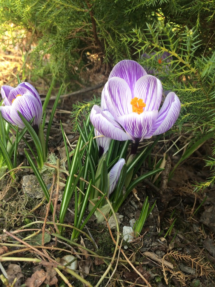 flowers