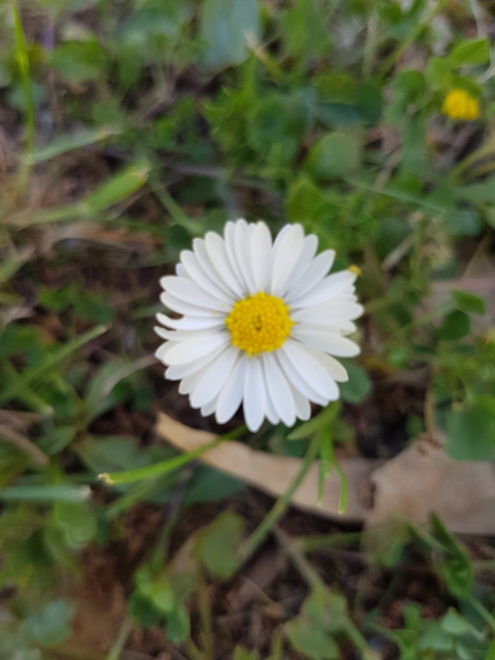 Margherita
