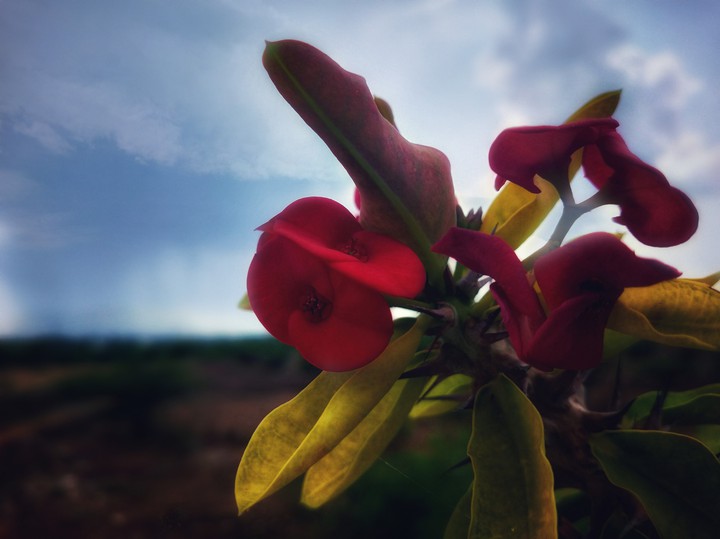 red flower
