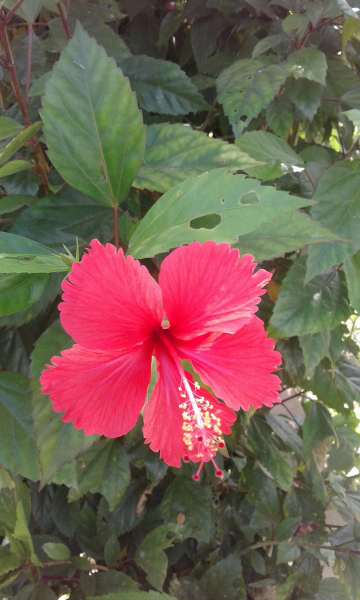 Hibiscus