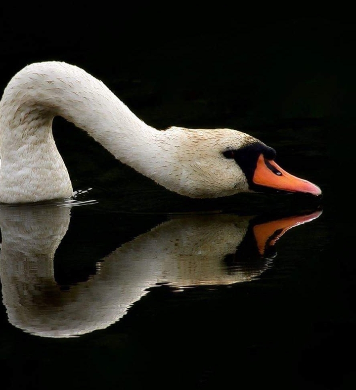 swan mirror