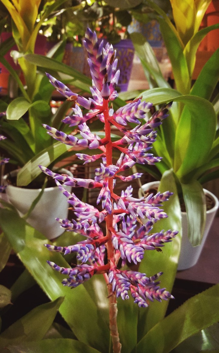 Naturally Vivid