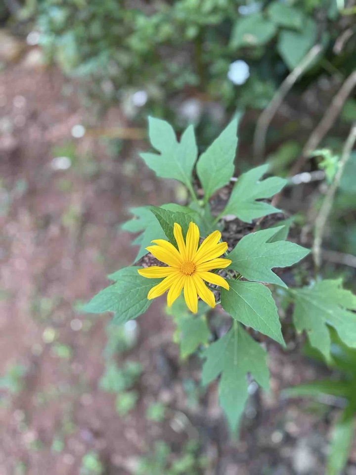 flower