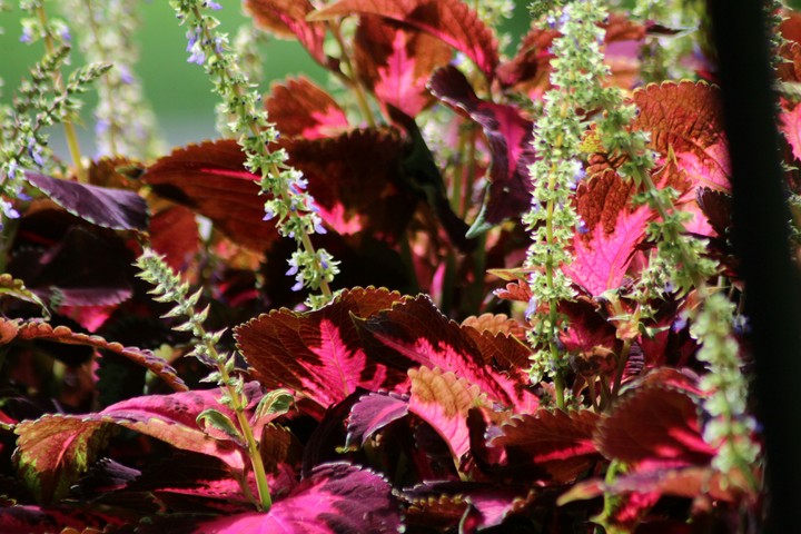 beauty in natur