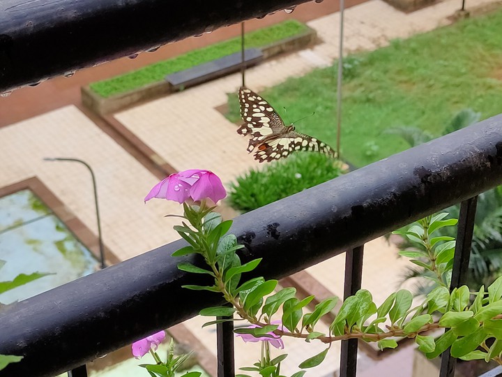 Flower and Butterflies