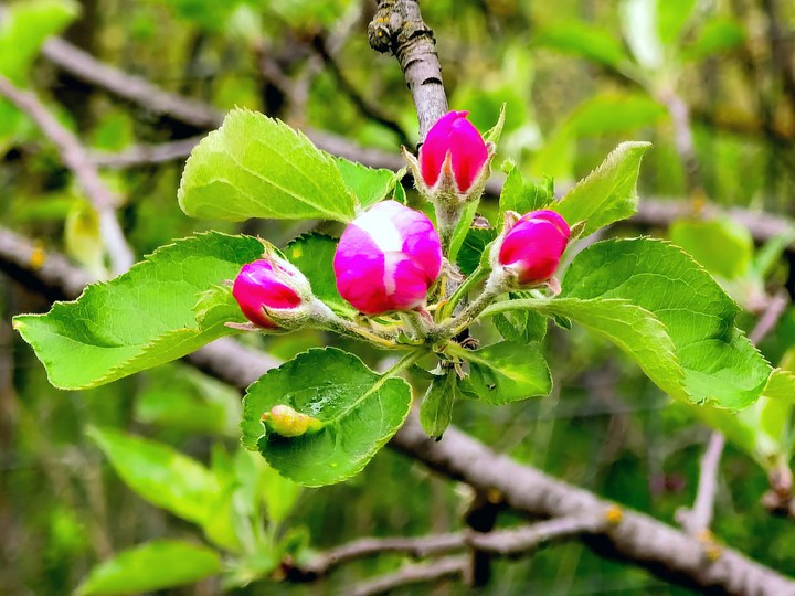 The Young Apple