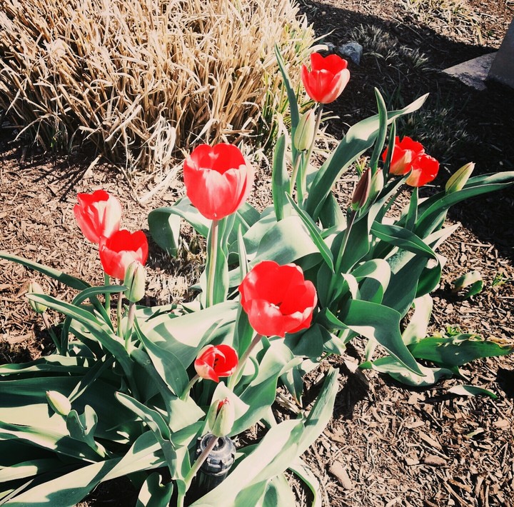 red tulip