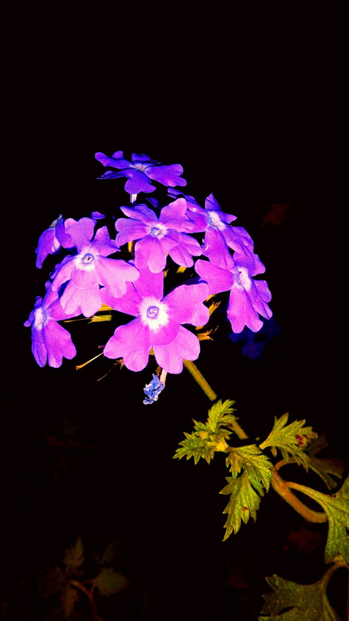 amoled flores