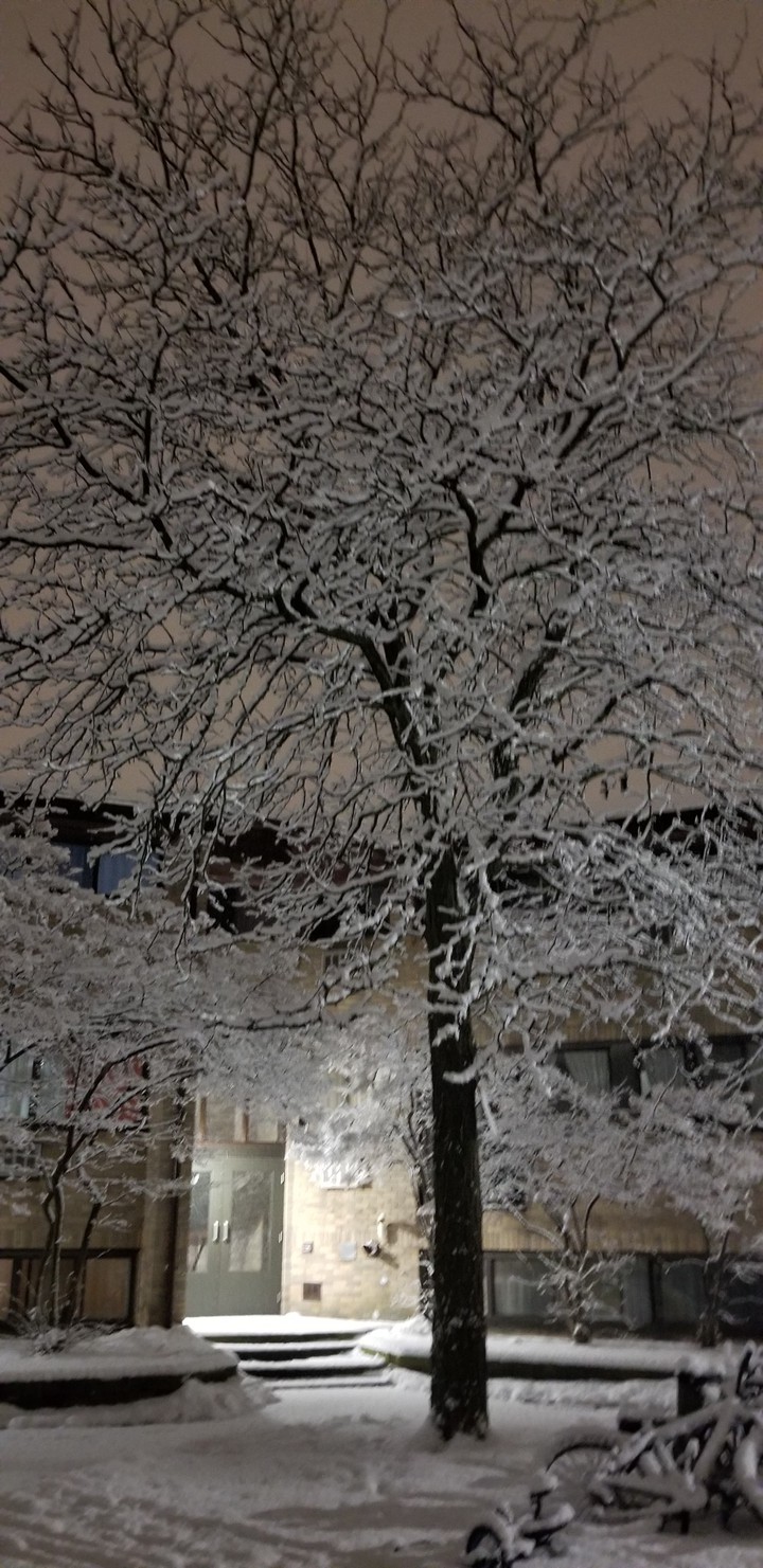 frozen tree in snow