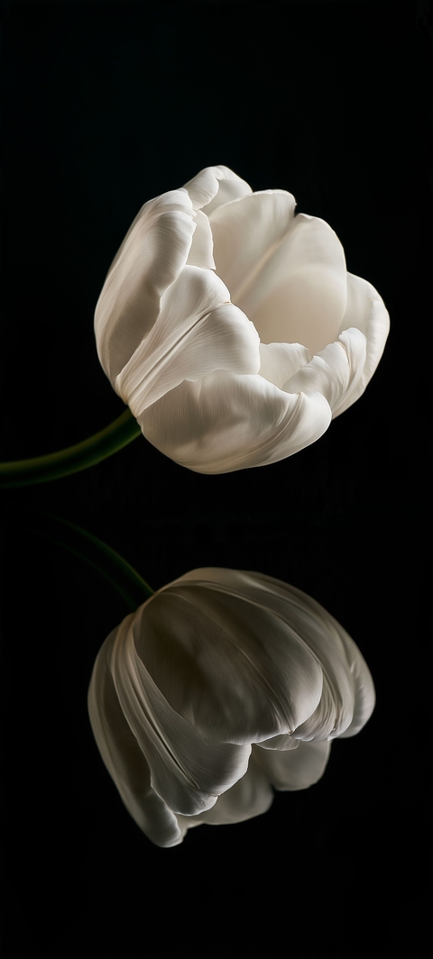 tulip, flower वॉलपेपर