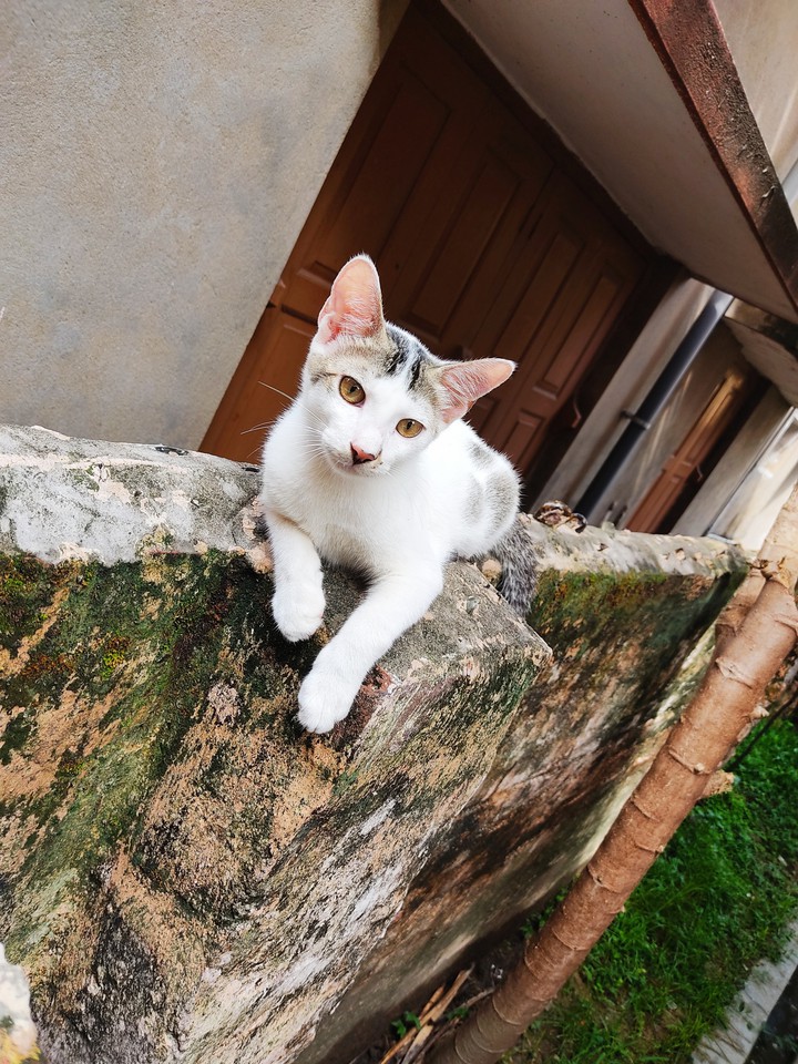 Kitty Cat