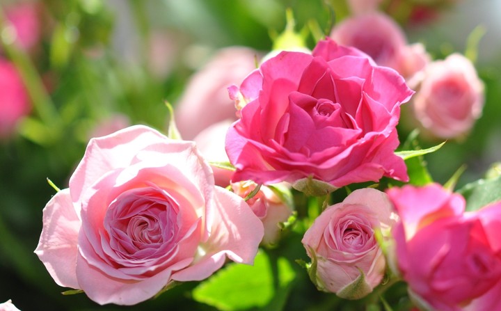 flowers