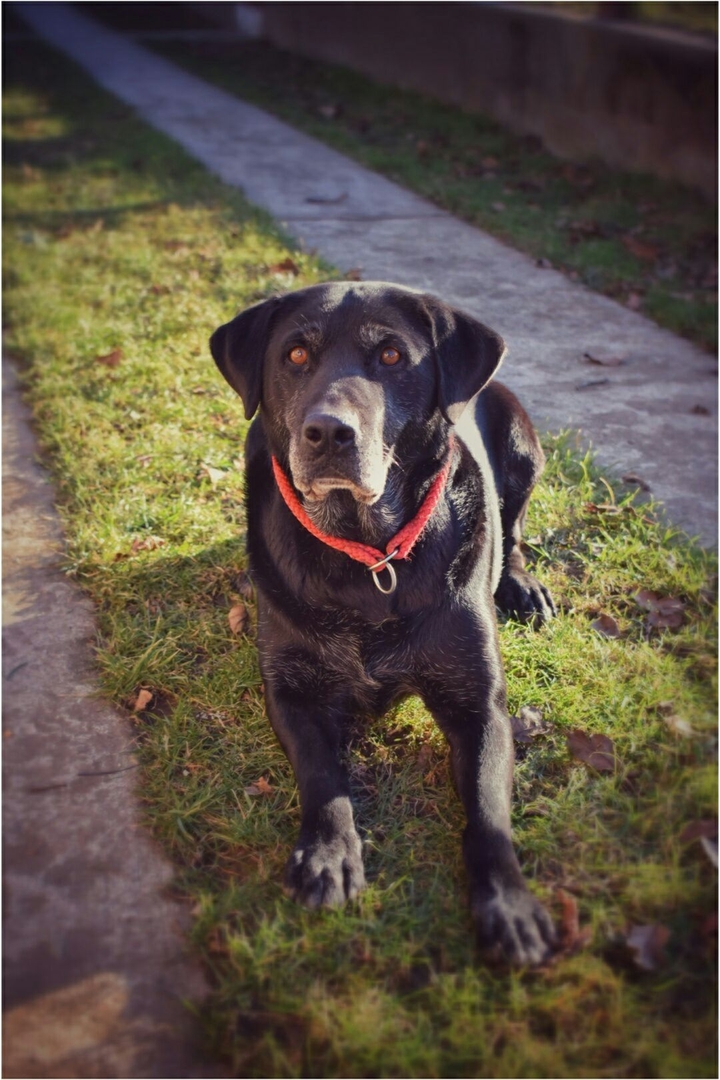 my girl