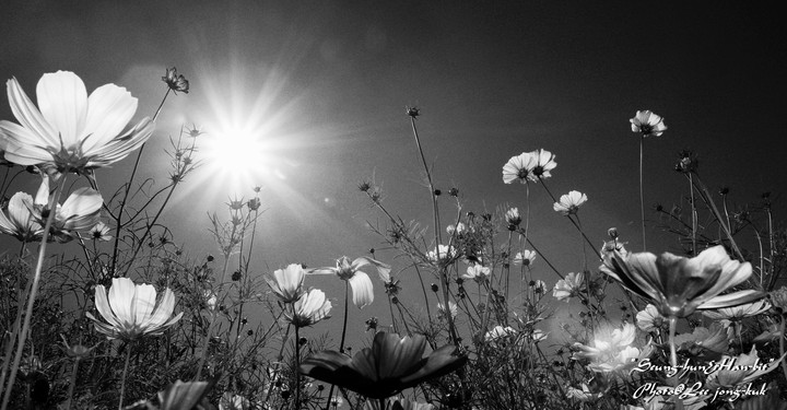 Cosmos flower