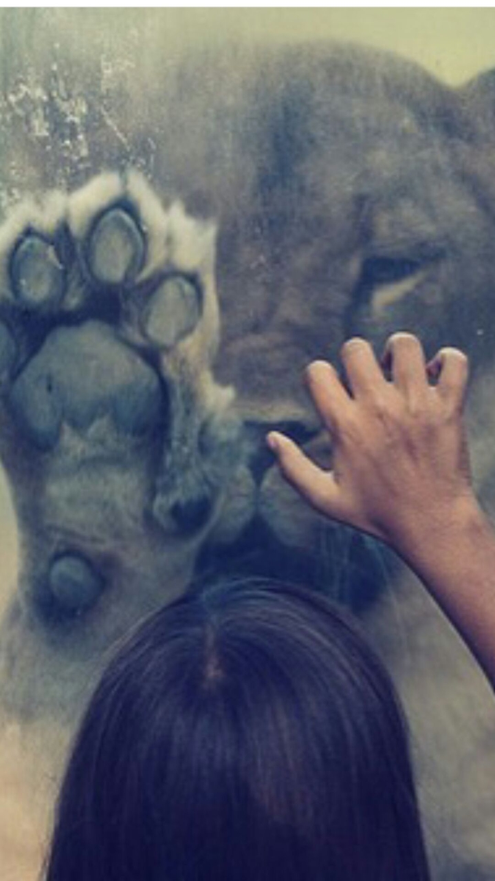 the tiger and the girl