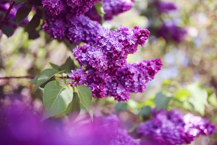 Lilac