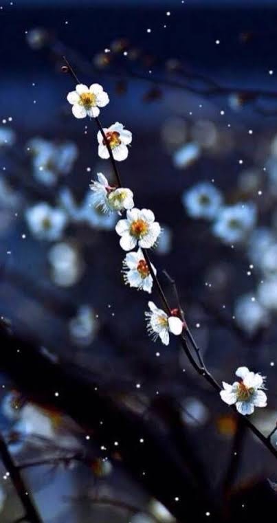white blossom