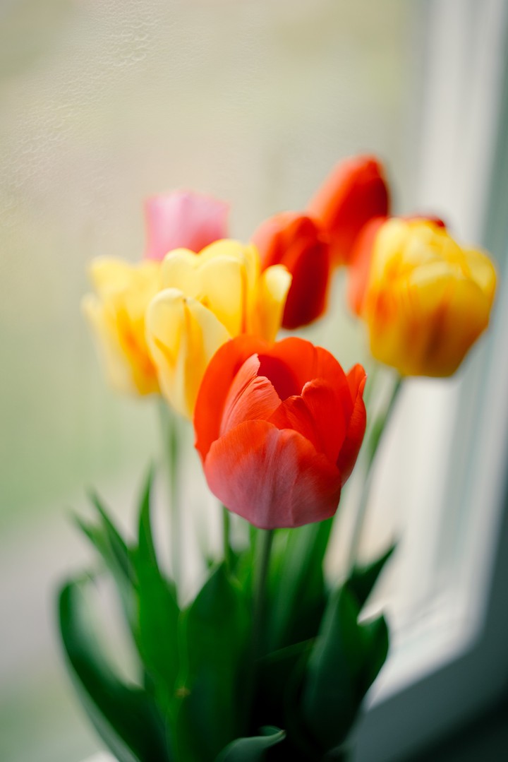 tulips