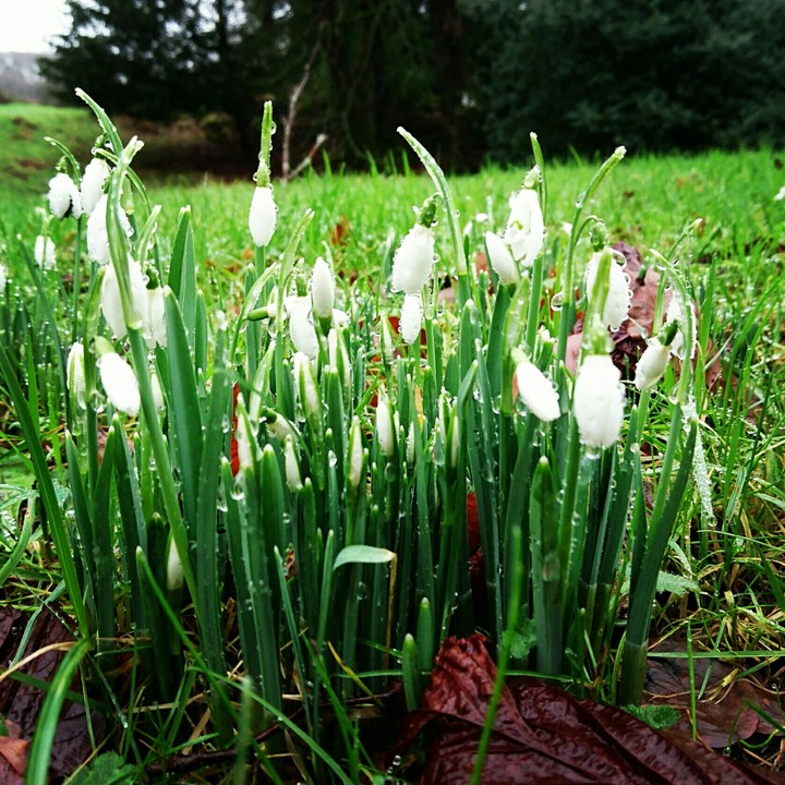 Beautiful snowdrops at hazel mount Lodge Lake District